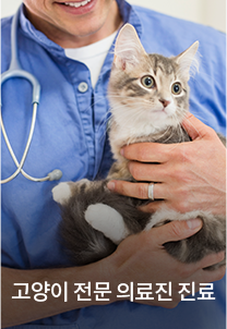 고양이 전문 의료진 진료
